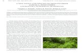 A NEw gENUS AND SPECIES OF MONCINI FROM ...butterfliesofamerica.com/docs/TLR-22-2-Turland-et-al...Abstract - A remarkable new genus and species of skipper butterfly is described from