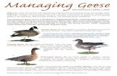 Managing Geese - SASA Geese... · Canada geese (1) are resident in southern Scotland and around Moray in summer. They have a distinctive white chin strap. Canada geese are listed