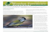 Newsletter · Wombat Forestcare Newsletter - Issue 40 continued next page ... 1 What is happening in the Wombat Forest in winter? Brush-tailed Phascogales are mating. Silver Banksias