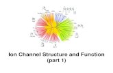 Ion Channel Structure and Function (part 1) · Ion Channel Structure and Function (part 1) The most important properties of an ion channel Intrinsic properties of the channel: Selectivity