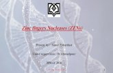 Zinc fingers Nucleases (ZFNs) - COnnecting REpositoriesengineered zinc finger nuclease can reduce activity. Biochemistry. 2011;50(22):5033-41. •6. Ousterout DG, Kabadi AM, Thakore