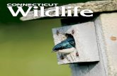 Connecticut Wildlife Magazine March/April 2020 · Providing nest boxes for bluebirds has helped this colorful bird recover from challenges 6 Earth Day: Fifty Years of Celebrating
