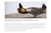 Heath Hen Tops DeExtinction List - Long Now Foundation€¦ · extinction projects focus on the woolly mammoth and passenger pigeons. They are also working on genetic rescue projects