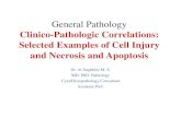 General Pathology...General Pathology Clinico-Pathologic Correlations: Selected Examples of Cell Injury and Necrosis and Apoptosis Dr. Al-Saghbini M. S. MD. PhD. Pathology Ischemic