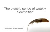The electric sense of weakly electric fish...Electric organ creates an alternating electric dipole E~1/R² Proximal sense (like whisking in rodents) Presence of external objects exerts
