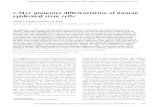 c-Myc promotes differentiation of human epidermal …genesdev.cshlp.org/content/11/21/2869.full.pdfc-Myc promotes differentiation of human epidermal stem cells Alberto Gandarillas