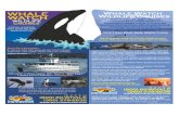 printable brochure San Juan excursions - San Juan Islands ...3.5 to 4 Hour Whale Watch Wildlife Cruises $49* nfants 0-2vrs $0* xpenence e excitementOfSeêit'ijúCõÑháIêS-harbðfS€als,