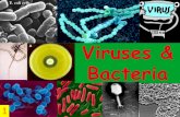 Viruses & Bacteria - Weeblykarenhilliard.weebly.com/uploads/1/6/3/5/16353128/...Viruses & Bacteria 1 . A)Students will derive the relationship ... Viruses 6 kingdoms of Living things