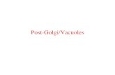 Post-Golgi/Vacuoles€¦ · • Proteins reach lysosomes and vacuoles from the Golgi through signals on the protein. They differ in plants and animals.! • Direct pathway from the