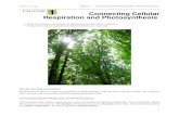 CHAPTER 1 Connecting Cellular Respiration and Photosynthesis · Cellular respiration and photosynthesis are important parts of the carbon cycle. The carbon cycle is the pathways through