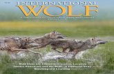 Wolf Dens 101: Location, Location, Location PAGE 4 Native ... · Two wolves at a den on the tundra, Northwest Territories, Canada A pit den on the tundra, ... Dave Mech 4 Summer 2016