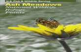 U.S. Fish & Wildlife Service Ash Meadows...Guide Ash Meadows National Wildlife supporting an incredible diversity of plants and wildlife year-round. Over 24,000 acres of alkali seeps,