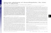 Molecular phylogeny of choanoflagellates, the sister group ... · Molecular phylogeny of choanoflagellates, the sister group to Metazoa M. Carr*†, B. S. C. Leadbeater*‡, R. Hassan‡§,