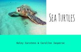 Sea Turtles - coraldigest · Most Sea Turtles are Omnivorous and feed on simple Sea grasses and marine algae. Hatchlings will also feed on small animals in order to get the large