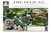 THE PELICANx.greatsaltlakeaudubon.org/pdf/pel2020julaug.pdf · 1. Great Salt Lake Audubon-only membership is $30 a year. All trips, newsletter publication, and more. (See membership