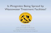 Is Phragmites Being Spread by Wastewater Treatment Facilities? · WWTP Reed Bed Installations Washburn - 1997 Red Cliff - 2003 Greater Bayfield - 2006. 1997 2000 2003 2006 ... •WWTP