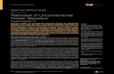 Pathways of Unconventional Protein Secretion · of Unconventional Protein Secretion Catherine Rabouille1,2,3,* Secretory proteins are conventionally transported through the endoplasmic