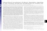 Hierarchical recruitment of phasic dopamine …faculty.washington.edu/pemp/pdfs/pemp2012-07.pdfHierarchical recruitment of phasic dopamine signaling in the striatum during the progression