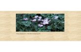 Y&G 1-26-19 full show - JCMGF€¦ · Sedum spathulifolium ‘Capo Blanco’ native good year-round. Tanacetum parthenium . Helleborus ‘ Josef Lemper ...