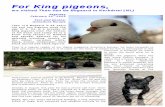 For King pigeons, · in Wolfsburg with an andalusian King and the most recent in Dettelbach, with a brown King. At the age of 5, he already had pigeons, generally an ordinary racing