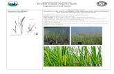 UNCW MarineQuest & AmeriCorps STORM SURGE PROTECTORS · STORM SURGE PROTECTORS Vegetation Field Guide Appendix: Inflorescence: The complete flower head of a plant including stems,