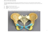lower ext bones lab worksheet 2019...The Pelvic Girdle composed of 2 hip bones (aka OsCoxae). Each hip bone composed of 3 bones that have fused together. 1. Ilium-the flared superior