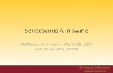 Senecavirus A in swine - MemberClicks · Vannucci FA, Linhares DCL, Barcellos DESN, Lam HC, Collins J, Marthaler D. Identification and Complete Genome of Seneca Valley Virus in Vesicular