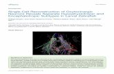 Single-Cell Reconstruction of Oxytocinergic Neurons Reveals …authors.library.caltech.edu/75066/1/ENEURO.0278-16.2016... · 2017. 3. 13. · J.A. Gutierrez-Triana’s current address:
