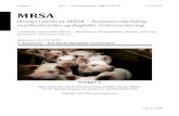 MRSA - CORE · 2016. 8. 6. · MRSA er i høj grad et fokuspunkt i debatten i medierne. MRSA-CC398 og MRSA-bakterier generelt er Staphylococcus Aureus, der har udviklet antibiotikaresistens.