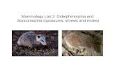Mammalogy Lab 2: Didelphimorphia and Soricomorpha ...goheen/mammalogy course/lab--2... · Mammalogy Lab 2: Didelphimorphia and Soricomorpha (opossums, shrews and moles) Order Didelphimorphia,