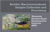 Wadeable Streams: Rapid Bioassessment (RBP)...Benthic Macroinvertebrates: Invertebrate organisms that are large enough to be seen by the unaided eye, can be retained by a US Standard