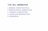 THE CELL MEMBRANE · 2014. 9. 22. · The cell membrane can not be seen with the optical microscope However: 1. An intuitive opinion existed that the cell should have a limiting membranous