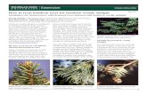 How to treat hemlock trees for hemlock woolly adelgid...shoot. It is often easier to see hemlock woolly adelgid wool on the undersides of shoots, but you can also find them on the