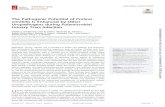 The Pathogenic Potential of Proteus mirabilis Is Enhanced by … · The Pathogenic Potential of Proteus mirabilis Is Enhanced by Other Uropathogens during Polymicrobial Urinary Tract