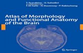 ATLAS OF MORPHOLOGY AND FUNCTIONAL ANATOMY OF THE … of... · ATLAS OF MORPHOLOGY AND FUNCTIONAL ANATOMY OF THE BRAIN ... Atlas of regional anatomy of the brain using MRI with func-tional