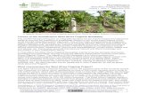 WA Newsletter September 2014 - Humidtropics, a …humidtropics.cgiar.org/wp-content/uploads/downloads/2014/...Humidtropics West Africa Flagship Newsletter Volume 1, Issue 1 – September