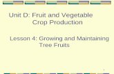 Unit D: Fruit and Vegetable Crop Production · 2019. 10. 24. · height of 6 meters and taller. Double dwarf trees are 1.2 to 1.8 meters tall. Dwarf trees are typically 2.4 to 3 meters