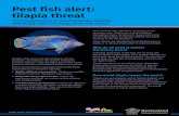 Pest fish alert: tilapia threat - Fitzroy Basin Association...Pest fish alert: tilapia threat The Fitzroy Basin is at risk of becoming infested with tilapia—the ‘cane toads of