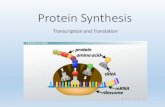 Protein Synthesis - Quilcene School District #48 · Protein Synthesis Transcription and Translation. Translation •Each amino acid is added to the protein chain •Peptides are the