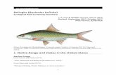 Belingka (Barbodes belinka · 2018. 9. 7. · 6½ to 7 times in the length of the body, pectoral fins reaching or nearly reaching ventral fins, ventral fins reaching or nearly reaching