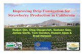 Improving Drip Fumigation for Strawberry Production in ... · All the fumigation treatments provided 100% control, both at bed-center or near bed edge. Pythium ox. in soil (near bed