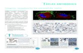 Integrins, receptors for the extracellular matrix · 2019. 9. 30. · Extracellular matrix organisation, cell-cell adhesion, immune response ITGAE/CD103 HPA036313 IHC ITGB7, CDH1