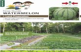 Watermelon Eng Asia · 2018. 4. 28. · WATERMELON Land Preparation » Narrow paths help with irrigation and drainage » 7,200 plants/ha Every 2 m, into soil 60 g +3 kg manure before