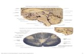 Sections of BrainStem and Diencephalon · 2017. 9. 11. · Midsaggital Section of Brainstem and Diencephalon Corpus callosum Fornix Thalamus Habenulartrigone . spinocerebellar tract
