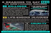 TO GREYHOUND RACING · 2017. 6. 6. · be greyhound racing without euthanasia. LIFE-ENDING INJURIES CRUELTY IF YOU LOVE DOGS, DON'T GO GREYHOUND RACING 6 REASONSTO SAY NO TO GREYHOUND
