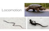 Locomotion · 2016. 5. 19. · Locomotion • Locomotion is movement that results in the organism changing place in 3-dimensional space • Amphibians and reptiles have a wide variety