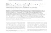 BR-dependent phosphorylation modulates PIF4 ...genesdev.cshlp.org/content/28/15/1681.full.pdf · quadruple mutants (pifq) display a constitutive photo-morphogenic response in the