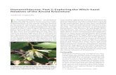 Hamamelidaceae, Part 2: Exploring the Witch-hazel ...arnoldia.arboretum.harvard.edu/pdf/articles/2015...Hamamelidaceae, Part 2: Exploring the Witch-hazel Relatives of the Arnold Arboretum