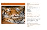 Weebly Web view The Tyger By William Blake Tyger! Tyger! burning brightIn the forests of the night,What