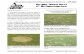 Spring Dead Spot of Bermudagrasspods.dasnr.okstate.edu/docushare/dsweb/Get/Document-2318/... · Spring Dead Spot Management Cultural Practices: Spring dead spot often kills crowns,
